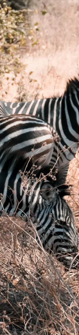 Zebras in der Serengeti